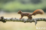 Eekhoorn (Sciurus vulgaris)