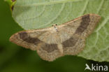 Grijze stipspanner (Idaea aversata)