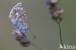 Groot tragantblauwtje (Polyommatus escheri)