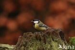 Koolmees (Parus major)