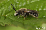 Matte bandgroefbij (Lasioglossum leucozonium)