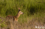 Ree (Capreolus capreolus)