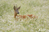 Ree (Capreolus capreolus)