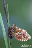 Titania s parelmoervlinder (Boloria titania)