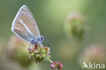 Witstreepblauwtje (Polyommatus damon)