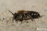 Zilveren zandbij (Andrena argentata)