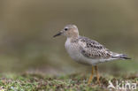 Blonde Ruiter (Tryngites subruficollis)