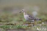 Blonde Ruiter (Tryngites subruficollis)