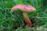 Kersrode boleet (Aureoboletus gentilis)