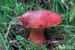 Kersrode boleet (Aureoboletus gentilis)