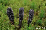 Zwarte truffelknotszwam (Cordyceps ophioglossoides)