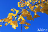 Ginkgo (Ginkgo)