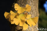 Ginkgo (Ginkgo)