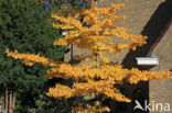 Ginkgo (Ginkgo)