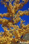 Ginkgo (Ginkgo)