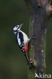 Grote Bonte Specht (Dendrocopos major)