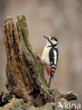 Grote Bonte Specht (Dendrocopos major)