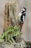 Grote Bonte Specht (Dendrocopos major)