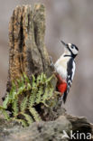 Grote Bonte Specht (Dendrocopos major)