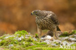 Havik (Accipiter gentilis)