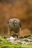 Havik (Accipiter gentilis)