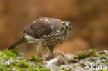 Havik (Accipiter gentilis)