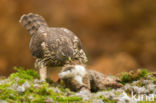 Havik (Accipiter gentilis)