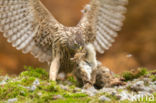 Havik (Accipiter gentilis)