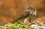 Havik (Accipiter gentilis)