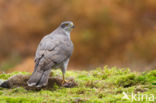 Havik (Accipiter gentilis)