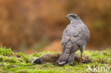 Havik (Accipiter gentilis)