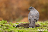 Havik (Accipiter gentilis)