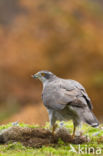 Havik (Accipiter gentilis)