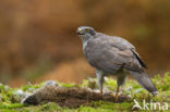 Havik (Accipiter gentilis)