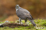 Havik (Accipiter gentilis)