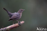 Merel (Turdus merula)