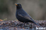 Merel (Turdus merula)