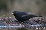 Merel (Turdus merula)