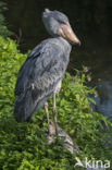 Schoenbekooievaar (Balaeniceps rex)