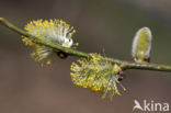 Wilg (Salix)