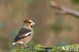 Appelvink (Coccothraustes coccothraustes)