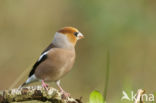 Appelvink (Coccothraustes coccothraustes)