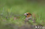 Appelvink (Coccothraustes coccothraustes)