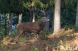 Edelhert (Cervus elaphus)