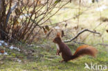 Eekhoorn (Sciurus vulgaris)