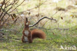 Eekhoorn (Sciurus vulgaris)