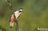 Grote Bonte Specht (Dendrocopos major)