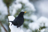 Merel (Turdus merula)