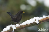 Merel (Turdus merula)