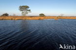 Nationaal Park Dwingelderveld